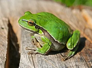 Green Frog
